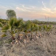 فروش پالم 3 و 4 ساله به صورت کلی