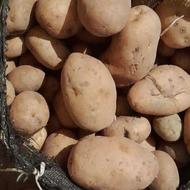 سیب زمینی اکریا