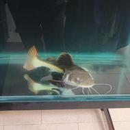 ماهی ردتیل 60 سانتی سالم