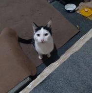 یک عدد گربه نربازیگوش جای دستشویی بلده رایگان هست