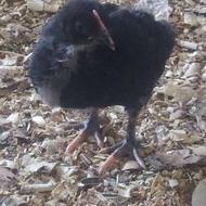 مرغ خروس گلپایگان اصلاح شده