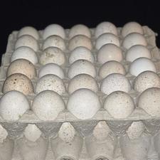 فروش تخم بوقلمون خوراکی