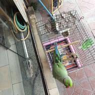 ملنگو نر سخنگو