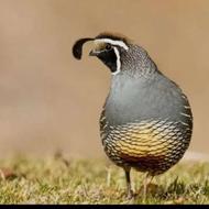 بلدرچین کاریفرنیا