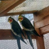 طوطی عروس/عروس هلندی