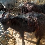 خریداربز ازشیر دررفته