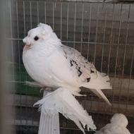 جفت کبوتر زینتی