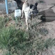 سگ سرابی واگذار