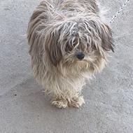 سگ پاکوتاه شیتزو