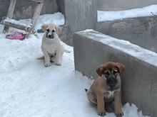 واگزاری دو عدد تولع سگ در شیپور