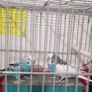 مرغ عشق جفت انگلیسی همراه جوجه هاش و قفس