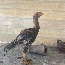 لاری با کیفیت