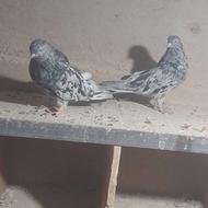 کبوتر سرور خوب