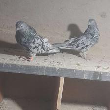 کبوتر سرور خوب