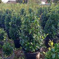 یاس هلندی بارز42 ،پالم واشنگتن سطل10،12، پیوندی مورت ویاس