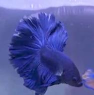 ماهی بتا فایتر و آبزیان زینتی