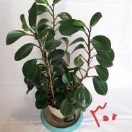 سانسوریا پاکوتاه، قاشقی، پتوس، فردوس