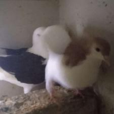 کبوتر ها عالی