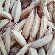 تیم بینج [بذر برنج شالی ] طارم هاشمی