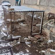 قفس سگ یا کبوتر