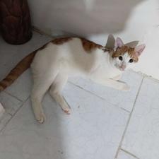 حیوانات خانگی