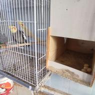 عروس هلندی و مرغ عشق به فروش می رسد 09118519782