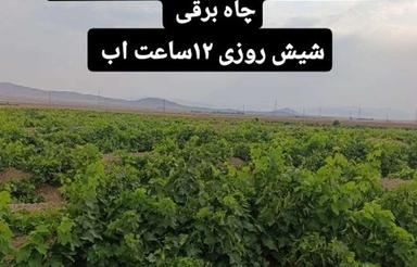 پنج هزارمترباغ انگور بیست هزارمتر زمین