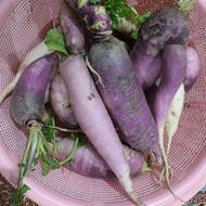 ترب تازه محلی