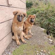 سگ ژرمن شولاین واگذار