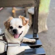 سگ پاکوتاه سفید واگذاری