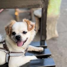 سگ پاکوتاه سفید واگذاری