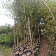 خیزران سطل 10 ریشه پرس از یک و نیم تا 4 متر