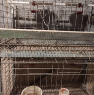 قفسه نگه داری مرغ تخم گذار