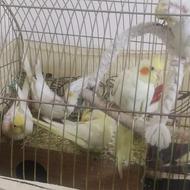 عروس هلندی یه جفت مولد به همراه 8 جوجه رام و دستی