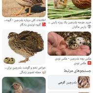 خرید بلدرچین بالغ در محموداباد