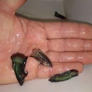 ماهی فایتر اکواریومی