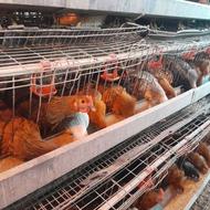 مرغ گلپایگان اصلاح نژاد 5/5ماهه آماده تخمگذاری