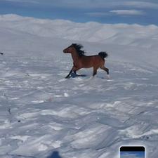 اسب نریان 4ساله