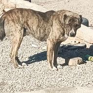 سگ نر نگهبان واگذاری