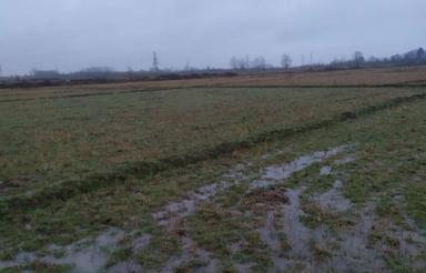 29 هکتار شالیزار که در استان گیلان نظیر نداره