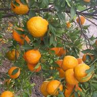 نارنگی محلی ،یا سیاهو ،نارنگی یونسی