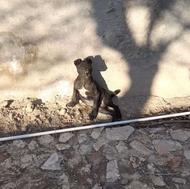 پیت بول.ژرمن