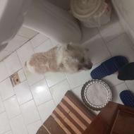 سگ شیتزو ماده واگذار