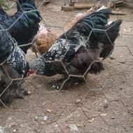 خروس امپراتور(نژاد برهما)اصیل