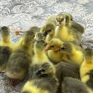 جوجه غاز محلی لیندا اوکراینی