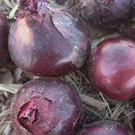 بذر پیاز قرمز ضمانتی