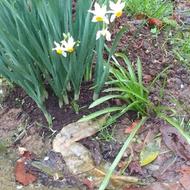 پیاز گل نرگس شیرازی عطری