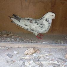 کبوتر تکپر دورگ