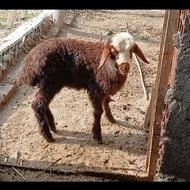 بره(گوسفند)نژاد دار صحیح سالم فرو‌‌‌شی