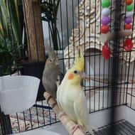 عروس هلندی 3 ماهه